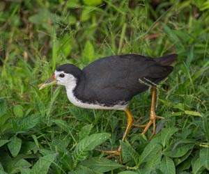 Түнжүүхэй (Цагааномруут түнжүүхэй)